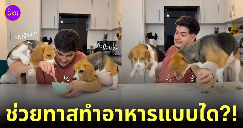 คลิปหนุ่มทำอาหารกับบีเกิ้ล 2 ตัว