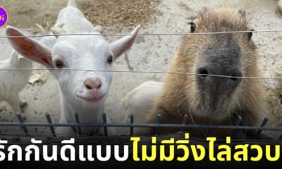 หมามะพร้าว แพะ สวนสัตว์ญี่ปุ่น น่ารัก