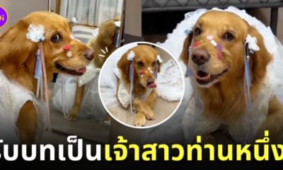 คลิปน้องหมาโกลเด้นแต่งคอสเพลย์เจ้าสาว