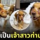 คลิปน้องหมาโกลเด้นแต่งคอสเพลย์เจ้าสาว
