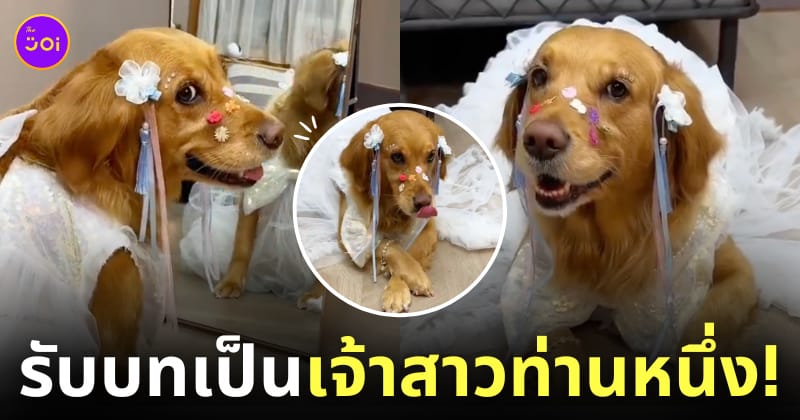 คลิปน้องหมาโกลเด้นแต่งคอสเพลย์เจ้าสาว