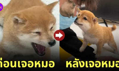 หมาชิบะเด็กกลัวโดนฉีดยา แต่เลิกกลัวเพราะหมอหล่อ