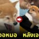 หมาชิบะเด็กกลัวโดนฉีดยา แต่เลิกกลัวเพราะหมอหล่อ