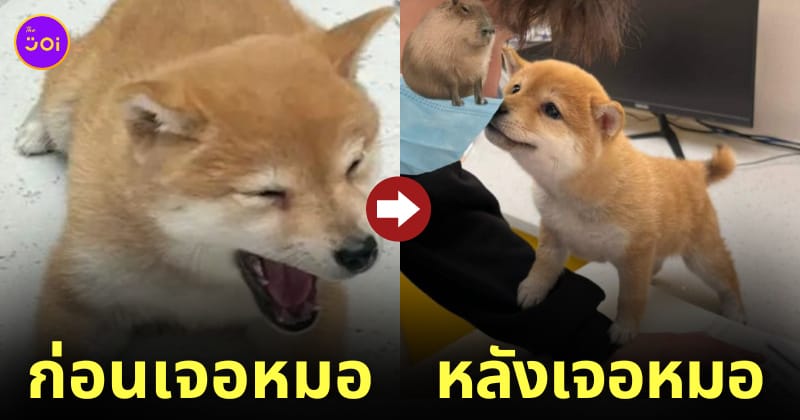 หมาชิบะเด็กกลัวโดนฉีดยา แต่เลิกกลัวเพราะหมอหล่อ