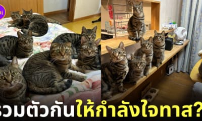 สาวญี่ปุ่นทะเลาะกับสามี แก๊งลูกน้องแมวให้กำลังใจ