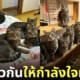 สาวญี่ปุ่นทะเลาะกับสามี แก๊งลูกน้องแมวให้กำลังใจ