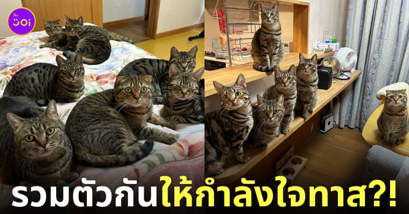 สาวญี่ปุ่นทะเลาะกับสามี แก๊งลูกน้องแมวให้กำลังใจ