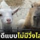 หมามะพร้าว แพะ สวนสัตว์ญี่ปุ่น น่ารัก