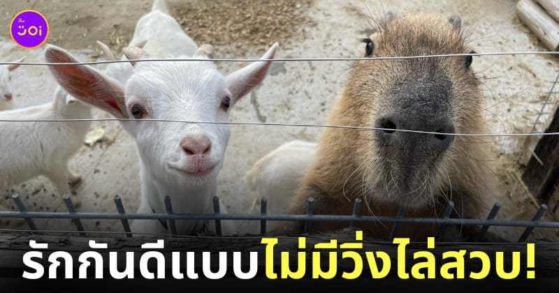 หมามะพร้าว แพะ สวนสัตว์ญี่ปุ่น น่ารัก