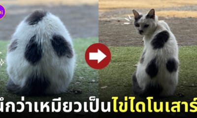 แมว ก้อนลายจุด เหมือนไข่ไดโนเสาร์