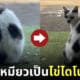 แมว ก้อนลายจุด เหมือนไข่ไดโนเสาร์