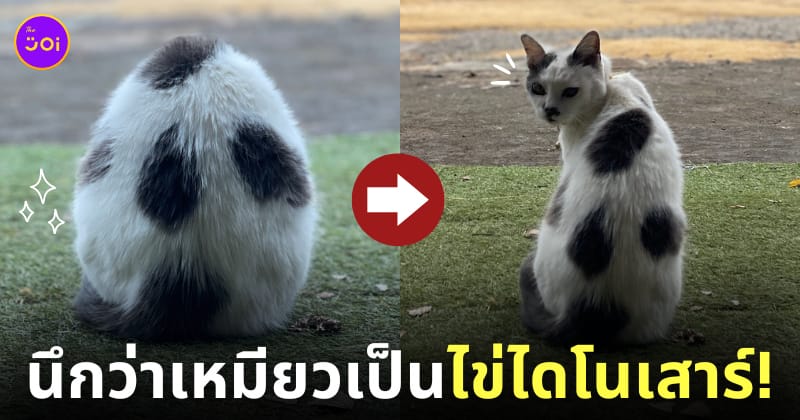 แมว ก้อนลายจุด เหมือนไข่ไดโนเสาร์