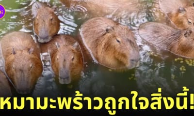 ฝนตกน้ำท่วมบ่อคาปิบาร่า หมามะพร้าวแช่น้ำ