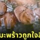 ฝนตกน้ำท่วมบ่อคาปิบาร่า หมามะพร้าวแช่น้ำ