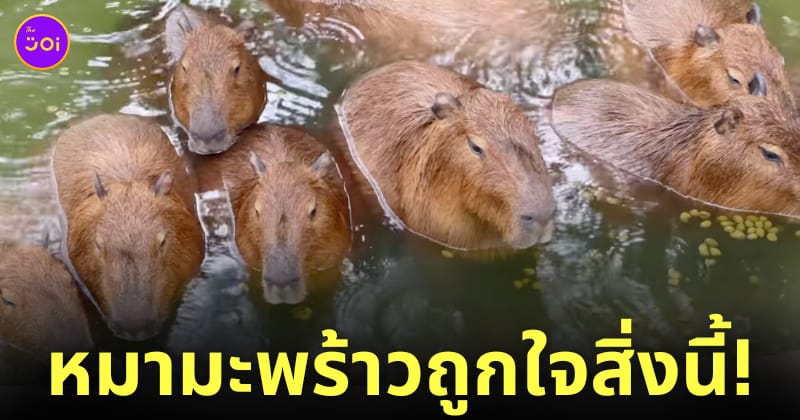 ฝนตกน้ำท่วมบ่อคาปิบาร่า หมามะพร้าวแช่น้ำ