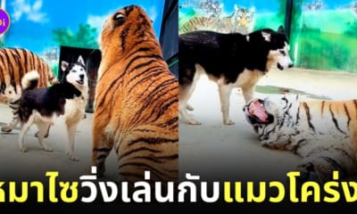 คลิปหมาไซวิ่งเล่นกับเสือโคร่ง