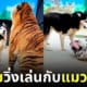 คลิปหมาไซวิ่งเล่นกับเสือโคร่ง