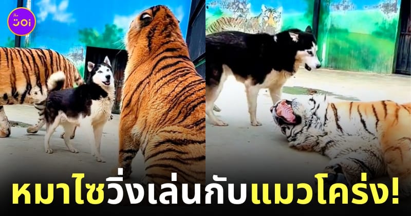 คลิปหมาไซวิ่งเล่นกับเสือโคร่ง