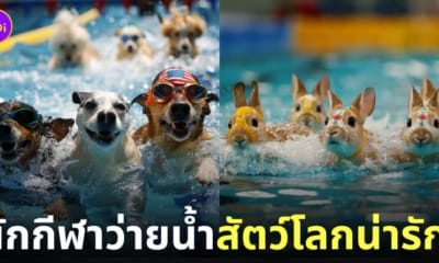 นักกีฬาว่ายน้ำ สัตว์โลก ต่างประเทศ Animal Olympics 2024 AI