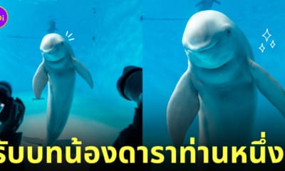 โลมายิ้มหวานถ่ายรูป
