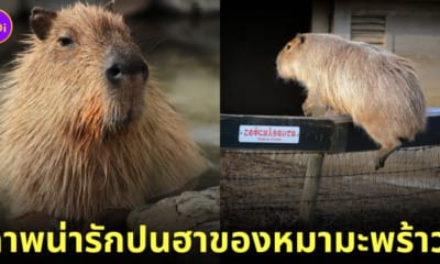 คาปิบารา Capybara หมามะพร้าว กะปิปลาร้า