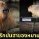 คาปิบารา Capybara หมามะพร้าว กะปิปลาร้า