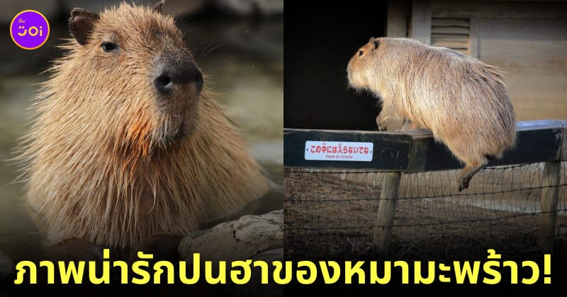คาปิบารา Capybara หมามะพร้าว กะปิปลาร้า