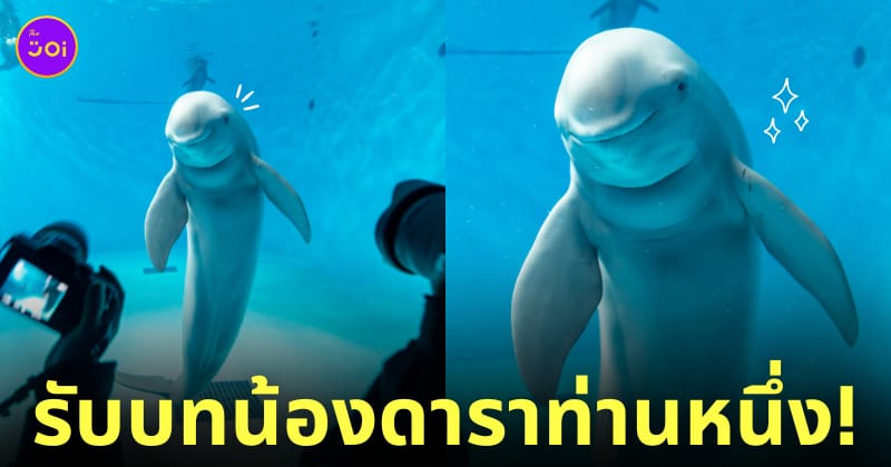 โลมายิ้มหวานถ่ายรูป
