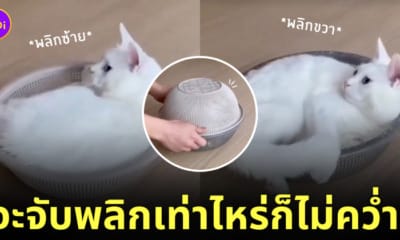 คลิปพลิกแมวในภาชนะ แมวมีสถานะเป็นของเหลว