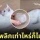 คลิปพลิกแมวในภาชนะ แมวมีสถานะเป็นของเหลว