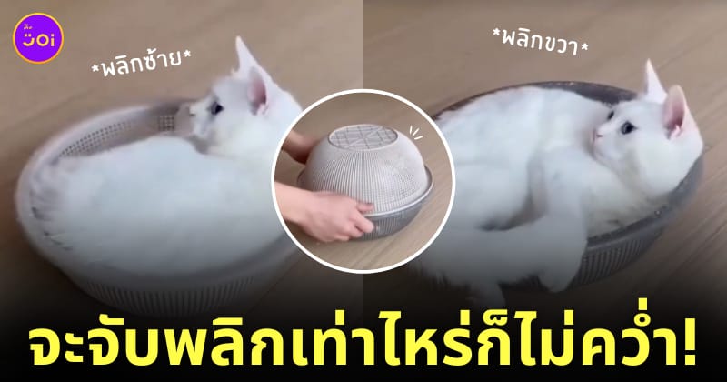คลิปพลิกแมวในภาชนะ แมวมีสถานะเป็นของเหลว