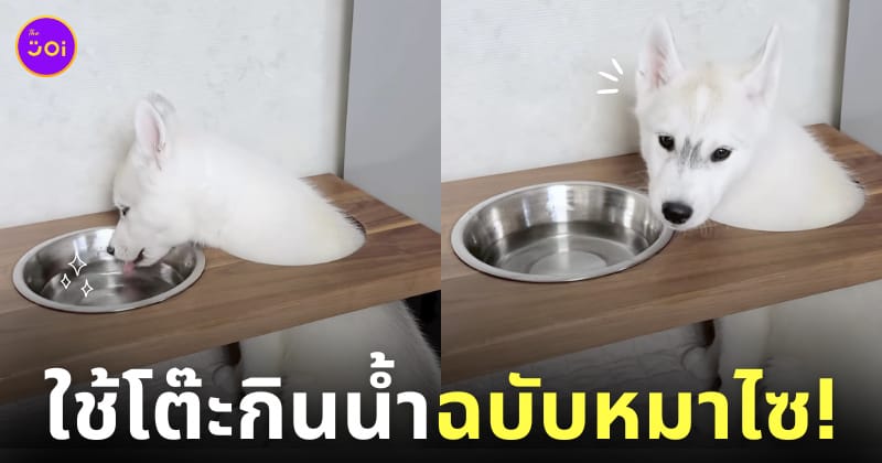 คลิปลูกหมาไซมุดโต๊ะกินน้ำ ใช้โต๊ะกินน้ำแบบผิดวิธี
