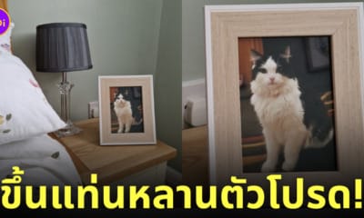 พ่อแม่ตั้งกรอบรูปแมวฟิกกี้บนหัวเตียง
