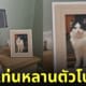 พ่อแม่ตั้งกรอบรูปแมวฟิกกี้บนหัวเตียง