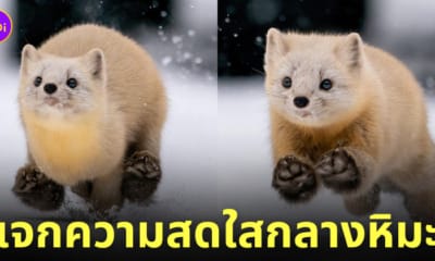 ภาพมาร์เทินญี่ปุ่นวิ่งเล่นกลางหิมะ