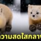 ภาพมาร์เทินญี่ปุ่นวิ่งเล่นกลางหิมะ