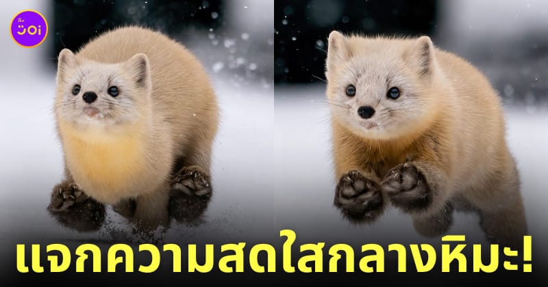 ภาพมาร์เทินญี่ปุ่นวิ่งเล่นกลางหิมะ