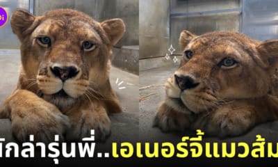 สิงโตน่ารักเหมือนแมวส้ม สวนสัตว์ญี่ปุ่น