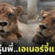 สิงโตน่ารักเหมือนแมวส้ม สวนสัตว์ญี่ปุ่น