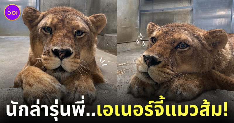 สิงโตน่ารักเหมือนแมวส้ม สวนสัตว์ญี่ปุ่น