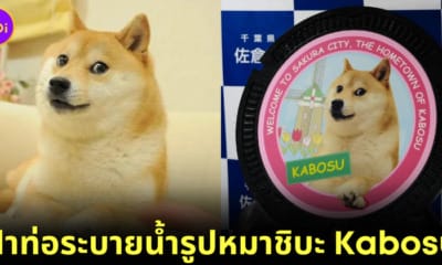 น่ารักเกินปุยมุ้ย! ประเทศญี่ปุ่นสร้างฝาท่อระบายน้ำรูป "คาโบสุ (Kabosu)" หมาชิบะที่กลายเป็นมีมดังไปทั่วโลก เพื่อขอบคุณน้องที่สร้างชื่อเสียงให้กับประเทศ