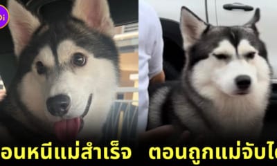 หมาไซบีเรียนหนีออกจากบ้านกลายเป็นมีมไวรัล