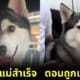 หมาไซบีเรียนหนีออกจากบ้านกลายเป็นมีมไวรัล