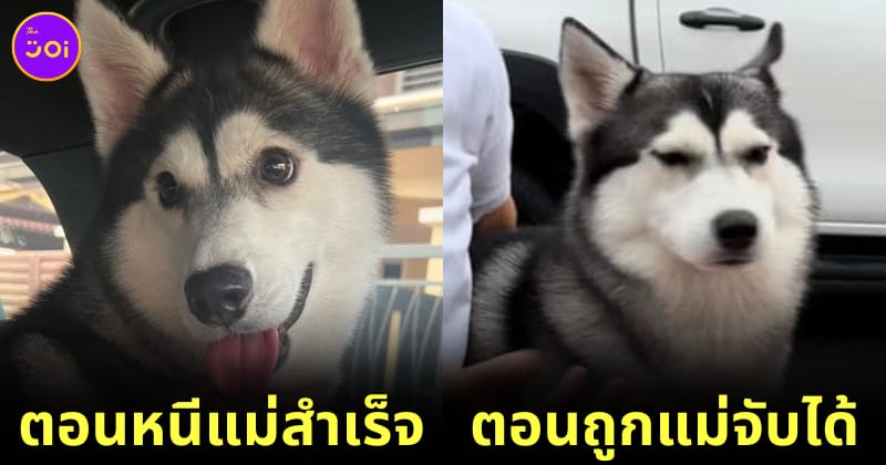 หมาไซบีเรียนหนีออกจากบ้านกลายเป็นมีมไวรัล