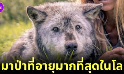 หมาป่าที่อายุมากที่สุดในโลก