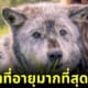 หมาป่าที่อายุมากที่สุดในโลก