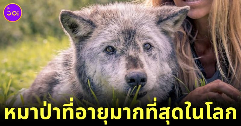 หมาป่าที่อายุมากที่สุดในโลก