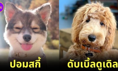 30 สุนัขพันทางที่ผสมข้ามสายพพันธุ์จนเกิดเป็นความน่ารักที่ไม่เหมือนใคร