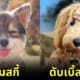 30 สุนัขพันทางที่ผสมข้ามสายพพันธุ์จนเกิดเป็นความน่ารักที่ไม่เหมือนใคร