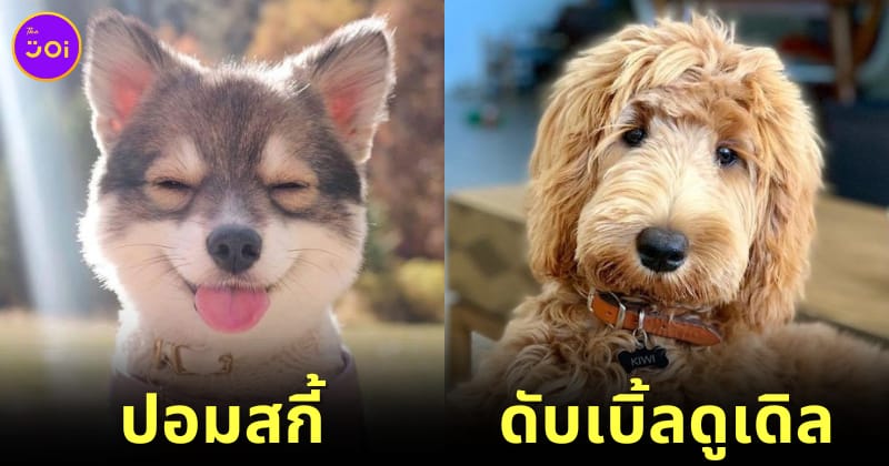 30 สุนัขพันทางที่ผสมข้ามสายพพันธุ์จนเกิดเป็นความน่ารักที่ไม่เหมือนใคร